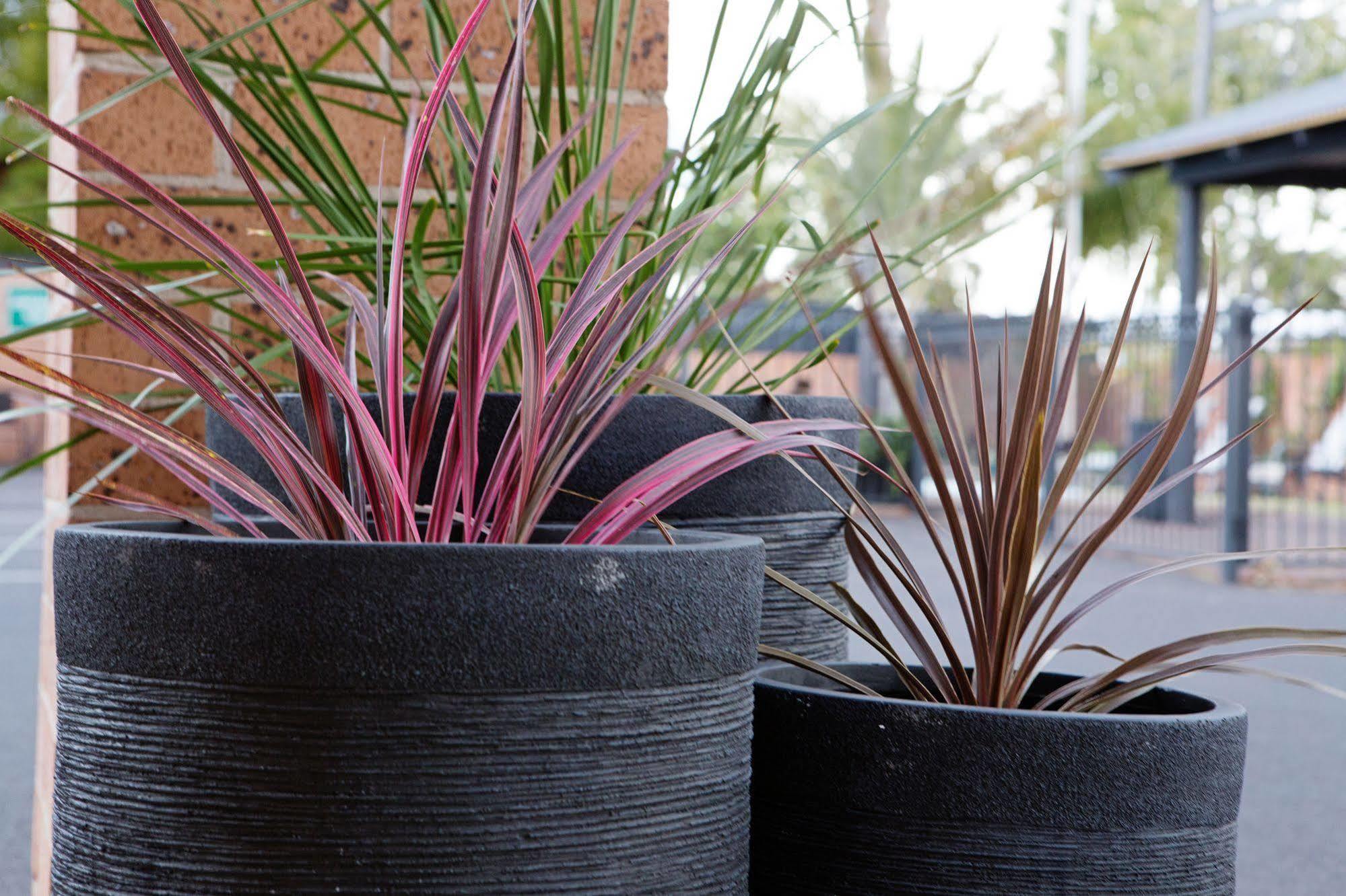 Мотель Bluegum Dubbo (Adults Only) Экстерьер фото
